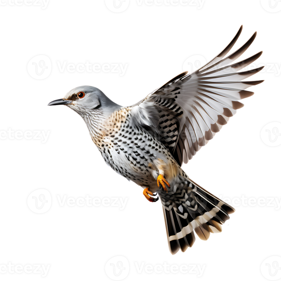 Cuckoo Cuculus canorus Bird On transparent background. ai generated png