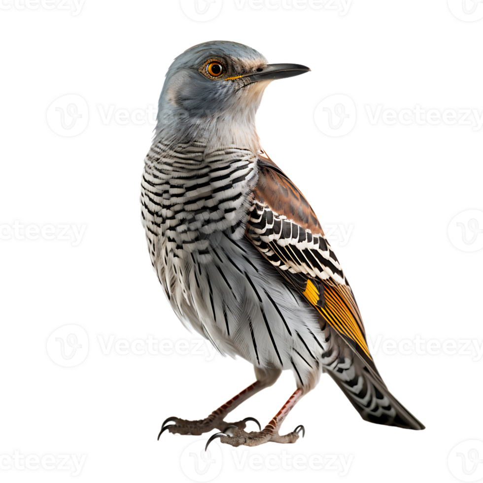 Kuckuck cuculus Kanorus Vogel auf transparent Hintergrund. ai generiert png