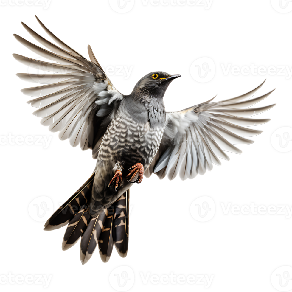 Cuckoo Cuculus canorus Bird On transparent background. ai generated png