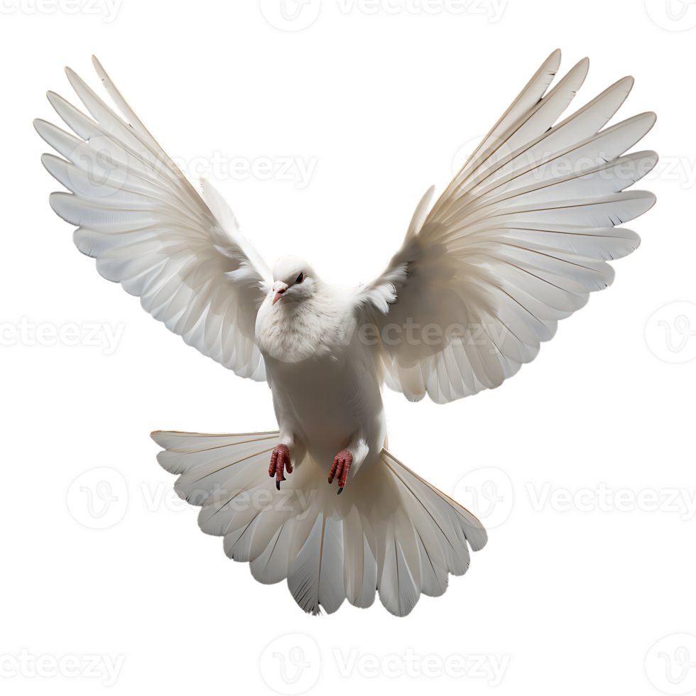 Colombe Pigeon oiseau sur transparent Contexte png