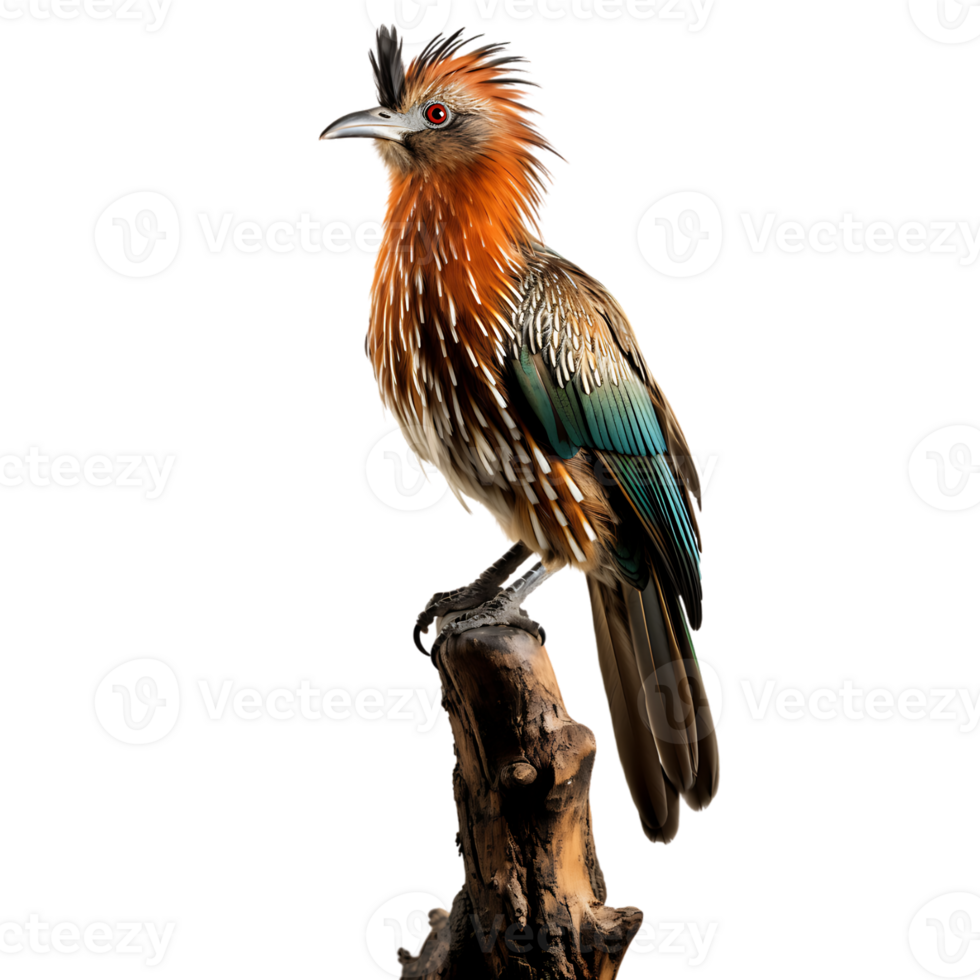 Hoatzin Bird On transparent background. ai generated png