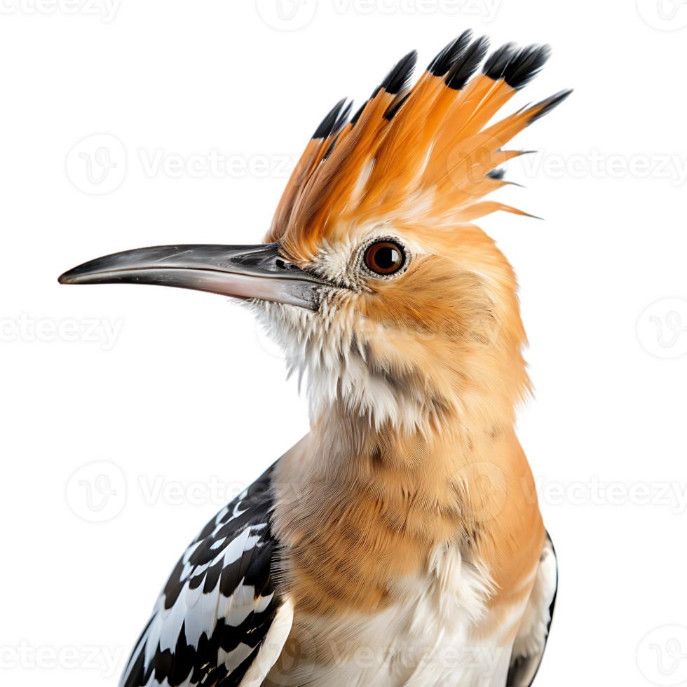 eurasian hoopoe bird on transparent background. ai generated png