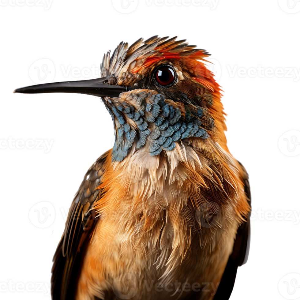 Beautiful hummingbird on transparent background. ai generated png