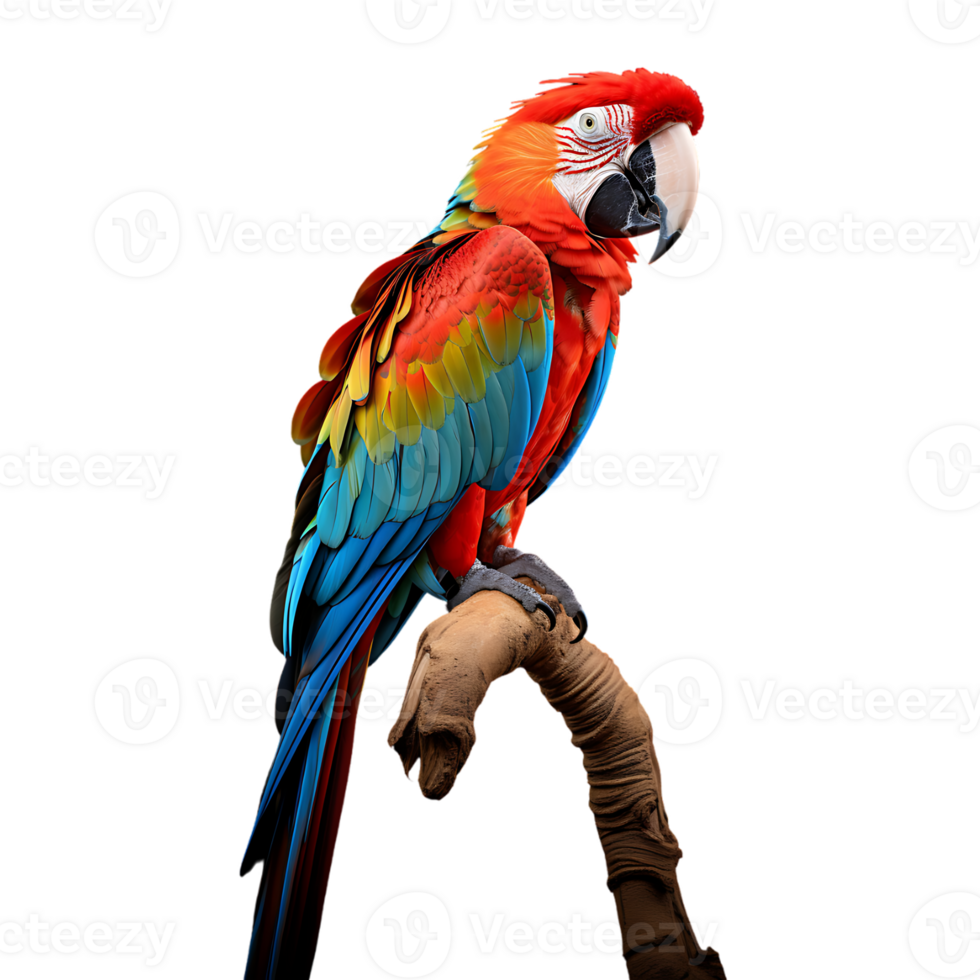 Colorful Macaw Parrot bird on transparent background. ai generated png