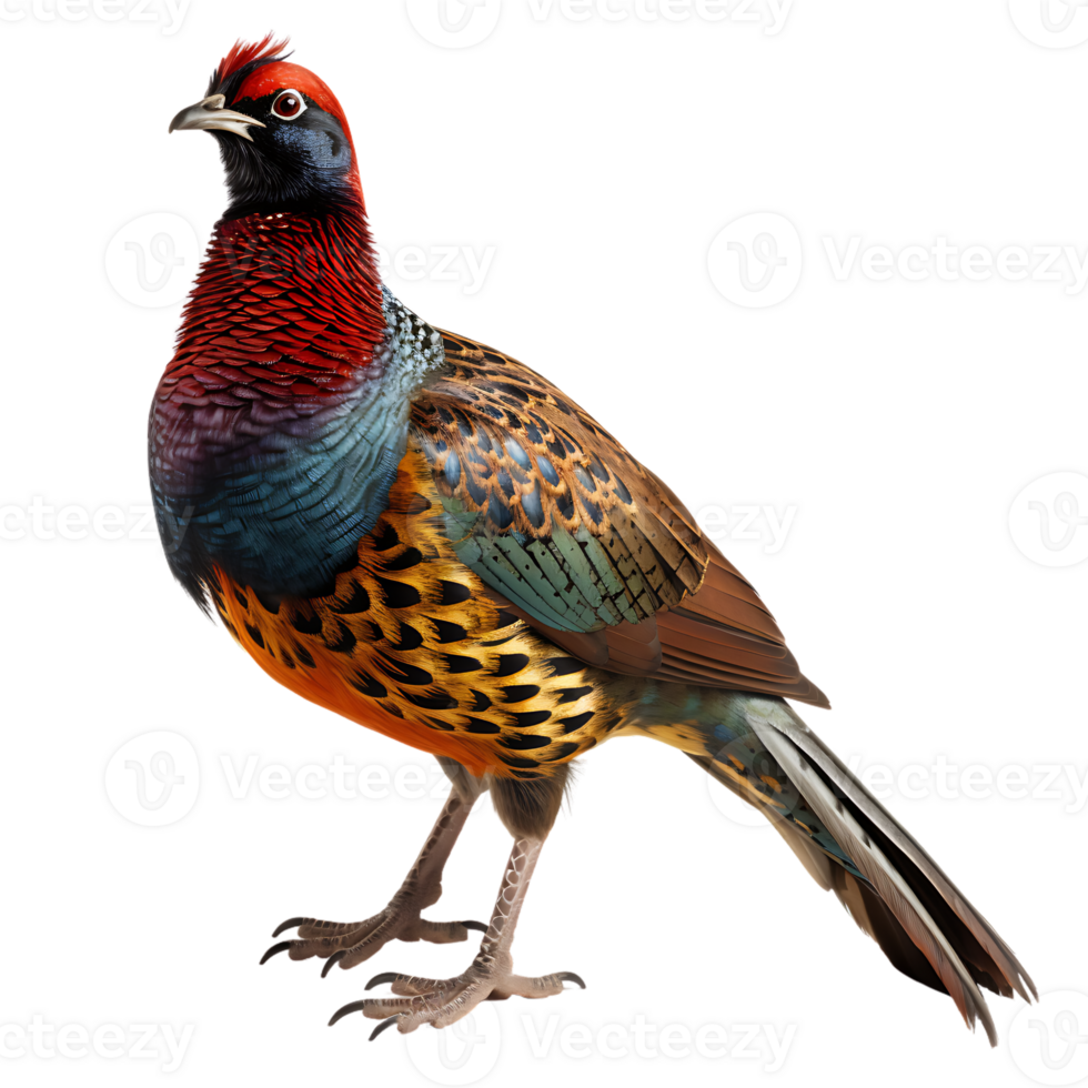 Beautiful pheasant bird on transparent background. ai generated
