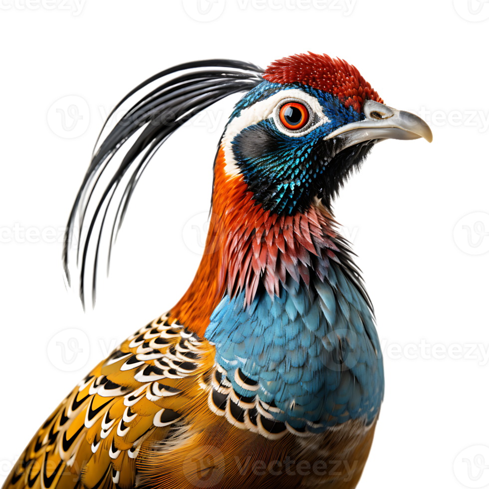 Beautiful pheasant bird on transparent background. ai generated png