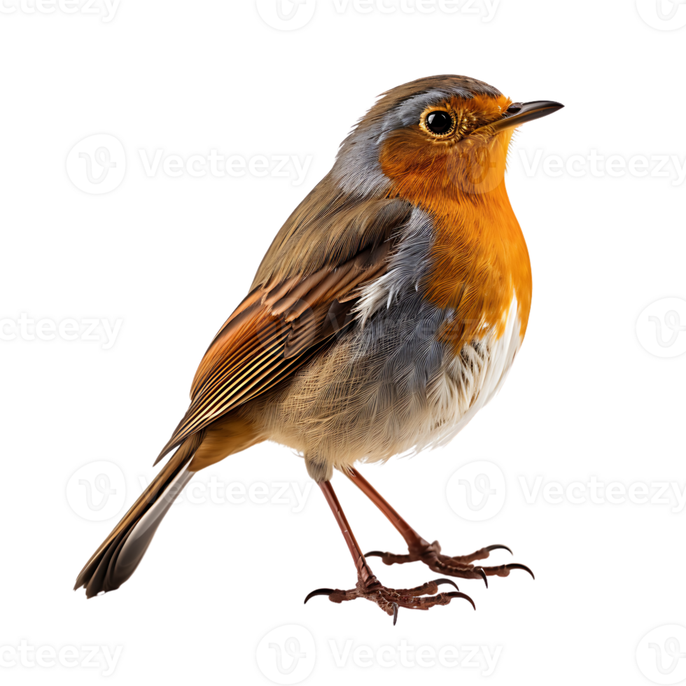 Beautiful robin bird on transparent background. ai generated png