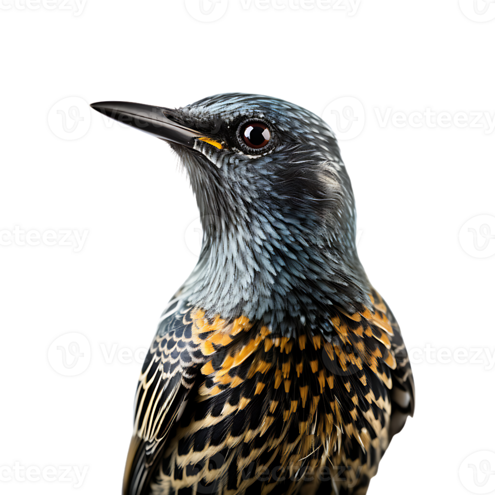 Beautiful starling bird on transparent background. ai generated png