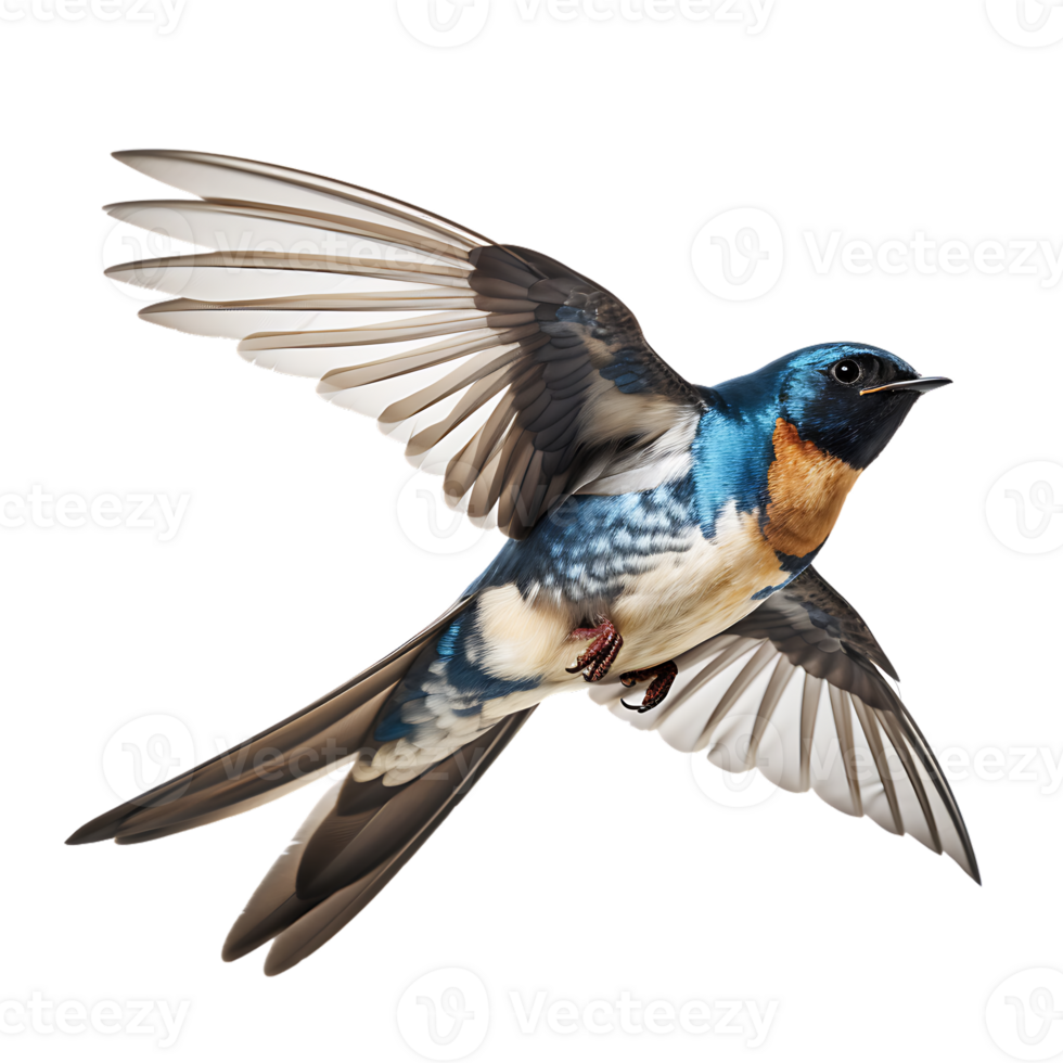 Beautiful swallow bird on transparent background. ai generated 27146110 PNG