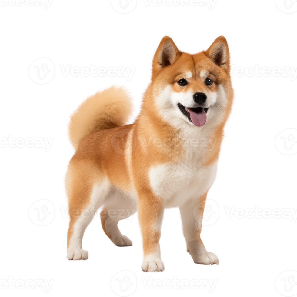 portrait of Shiba inu dog. Japanese cute dog isolate on transparent background.Generative AI png