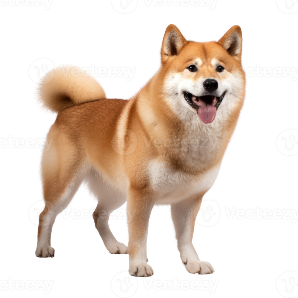 portrait of Shiba inu dog. Japanese cute dog isolate on transparent background.Generative AI png