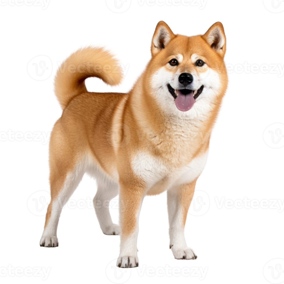 portrait of Shiba inu dog. Japanese cute dog isolate on transparent background.Generative AI png