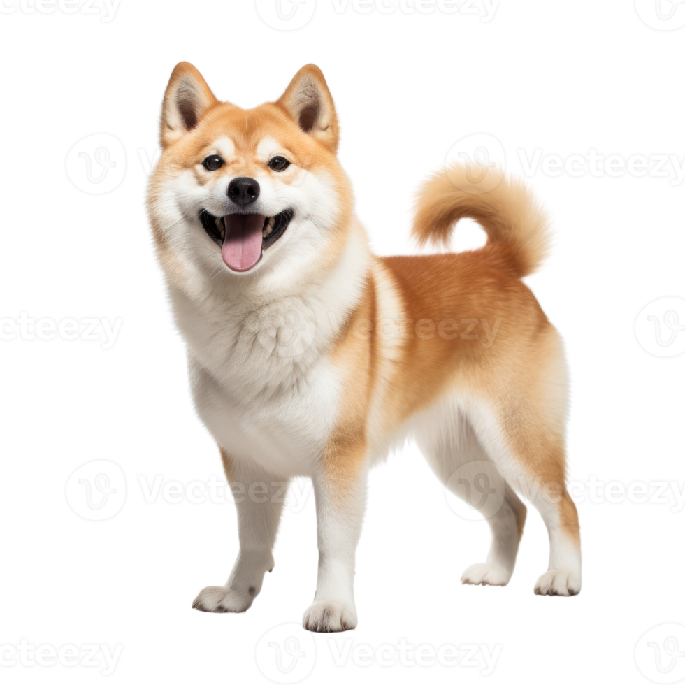 portrait of Shiba inu dog. Japanese cute dog isolate on transparent background.Generative AI png