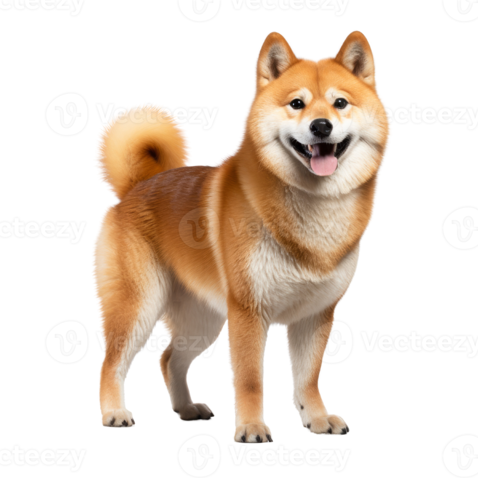 portrait of Shiba inu dog. Japanese cute dog isolate on transparent background.Generative AI png