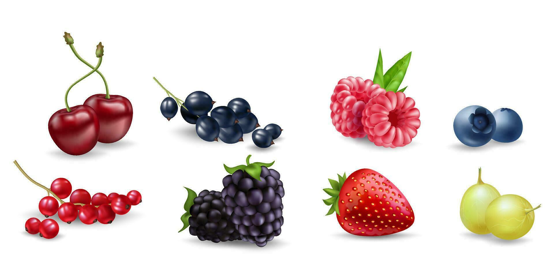 Juicy vector berries raspberry, blueberry, cherry, currant, blackberry, strawberry, gooseberry on white background. Fresh, realistic, organic fruit illustrations. For food, health, and nature designs.