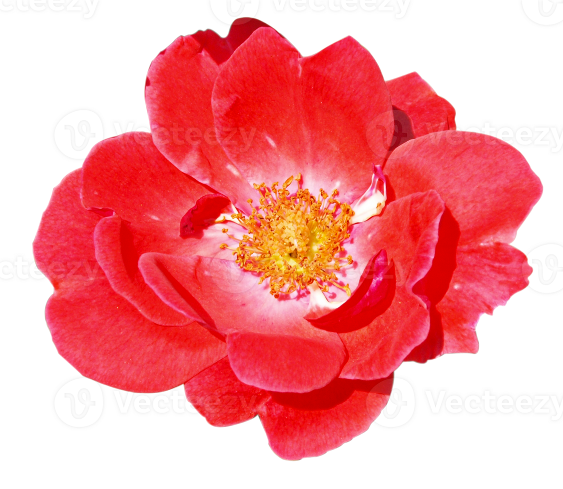 Red flower isolated over transparent background png illustration, flower clipart