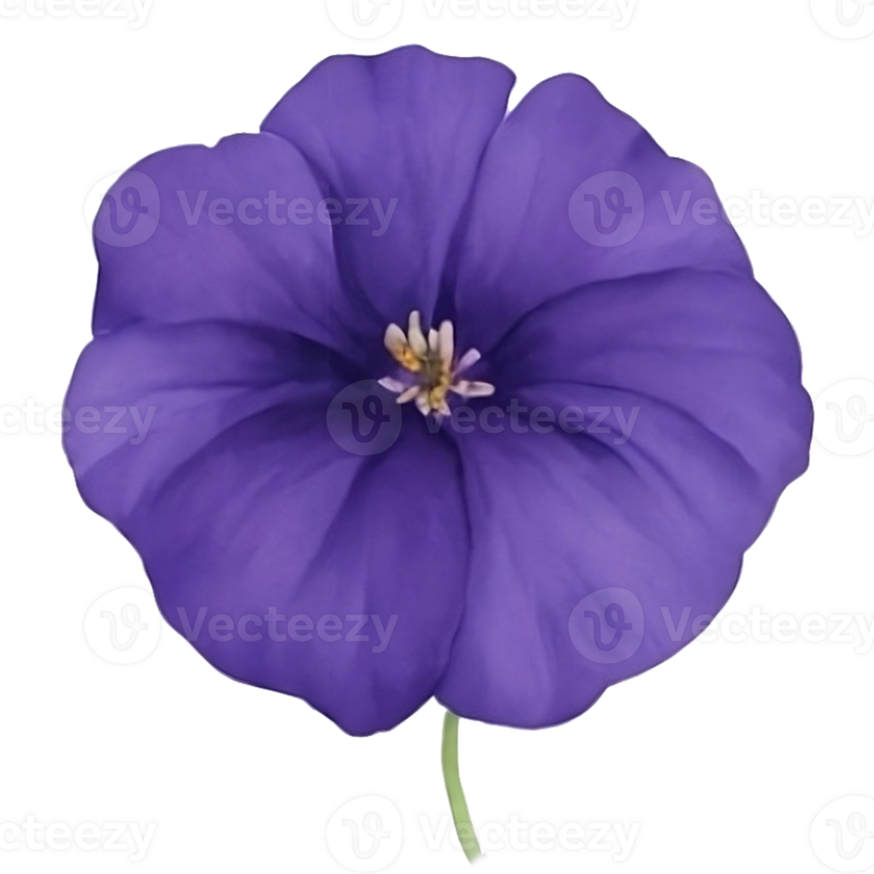 Purple or violet Morning glory flower clip art or sticker png