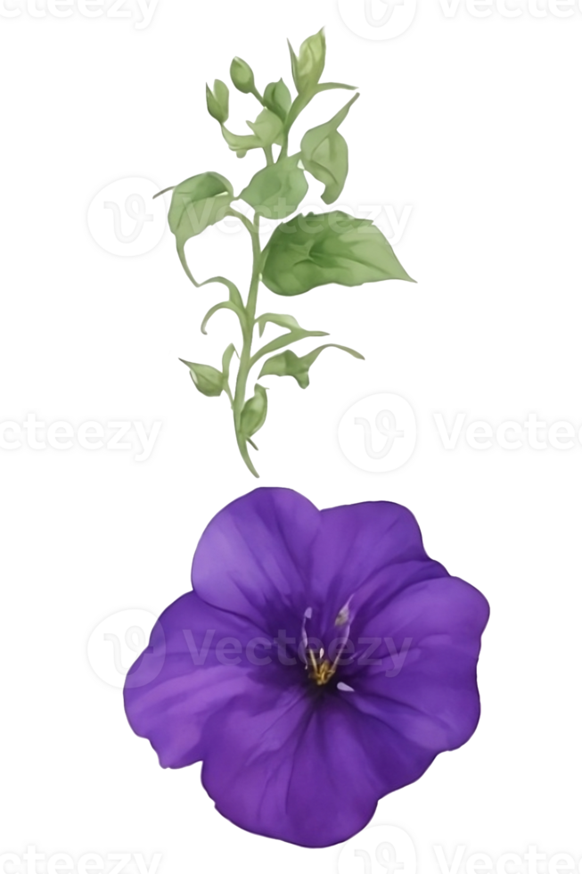 Purple or violet Morning glory flower clip art or sticker png