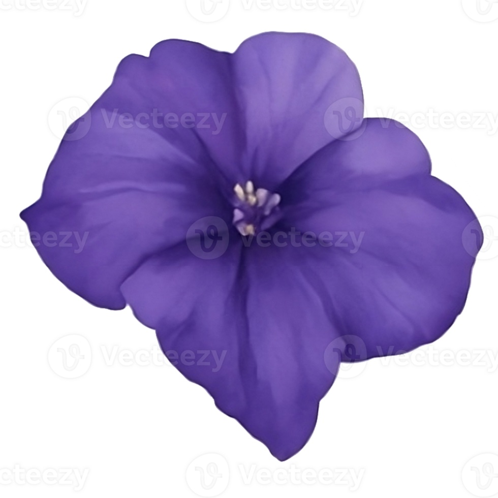 Purple or violet Morning glory flower clip art or sticker png