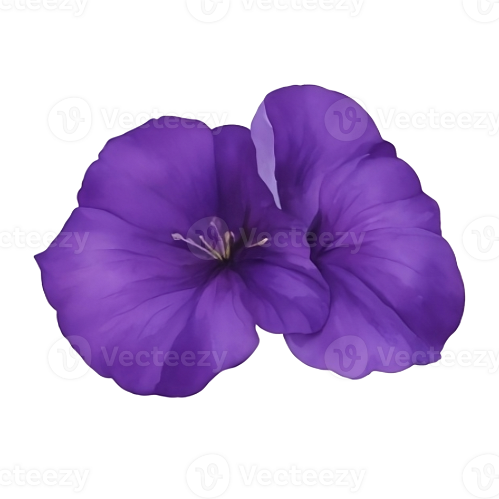 Purple or violet Morning glory flower clip art or sticker png