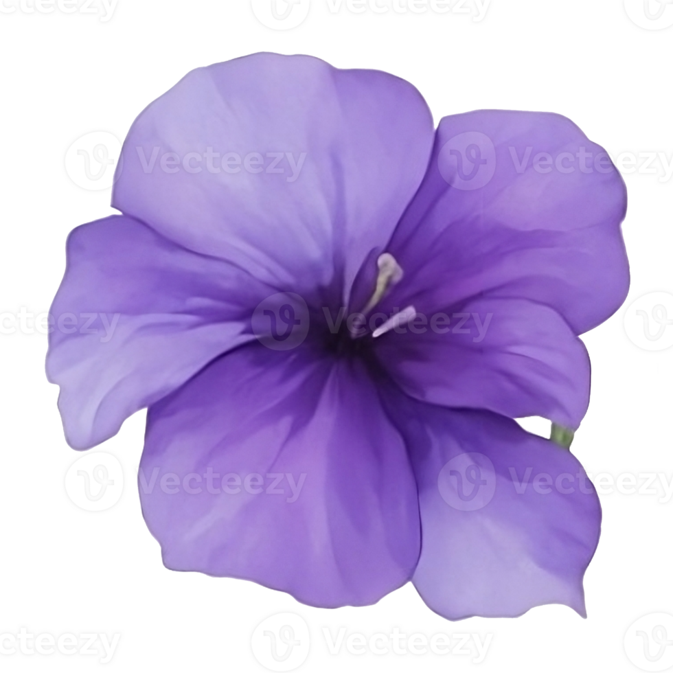 Purple or violet Morning glory flower clip art or sticker png