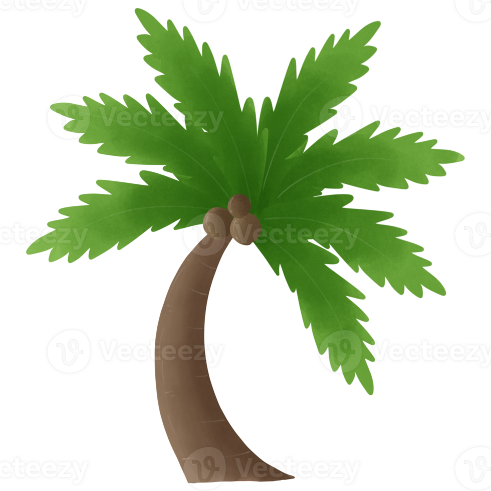 Coconuts and coconut trees png