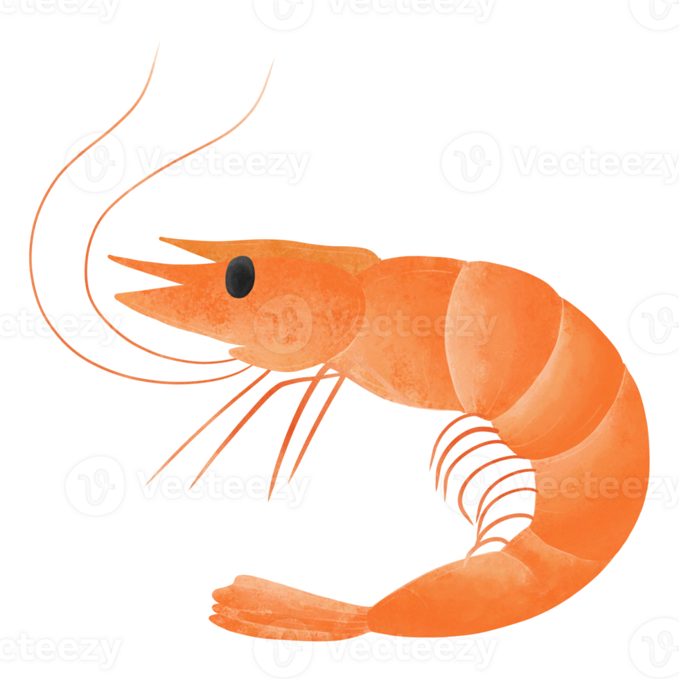 shrimp in the sea png