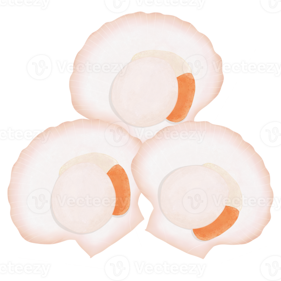 Scallops and shells png