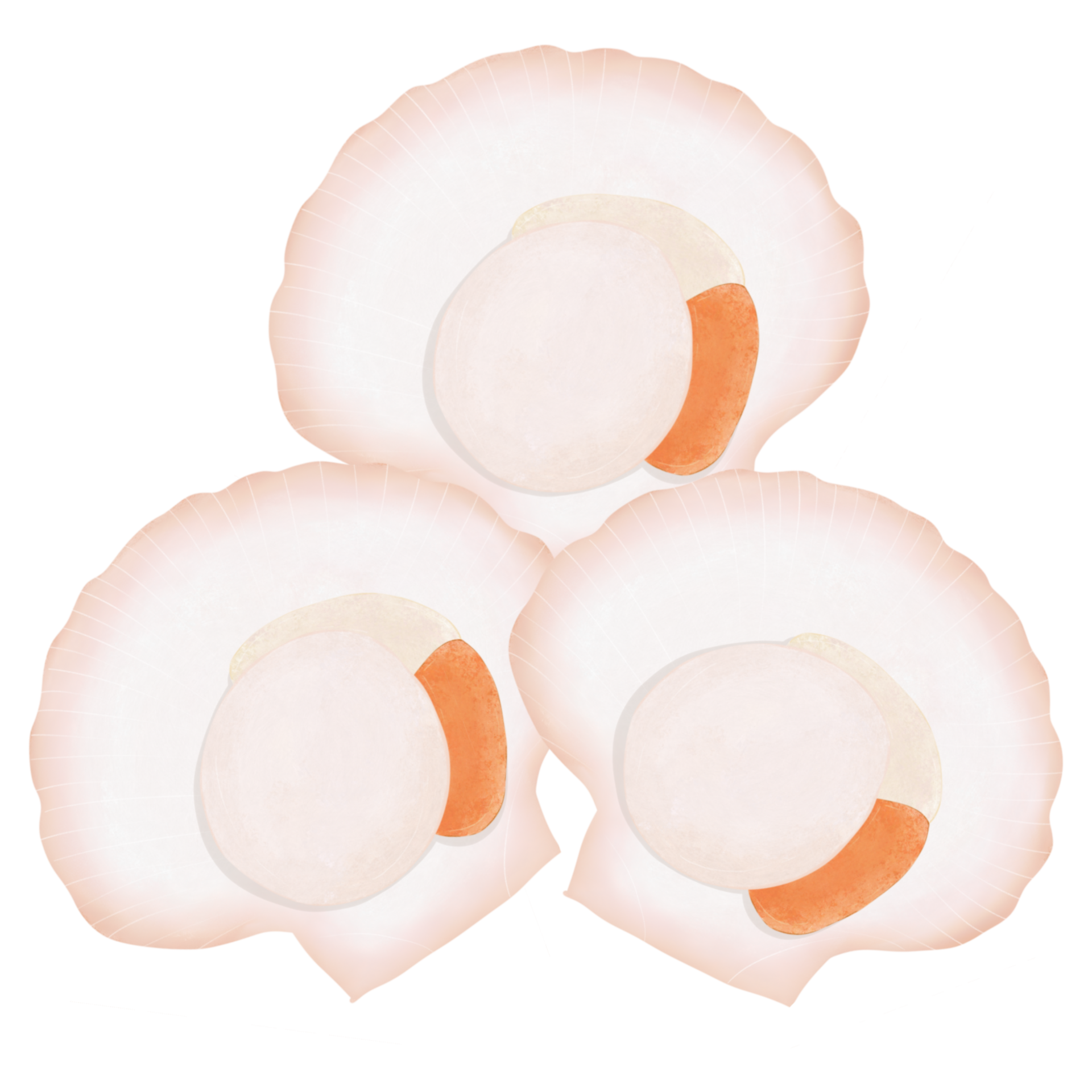 Scallops and shells 27155276 PNG