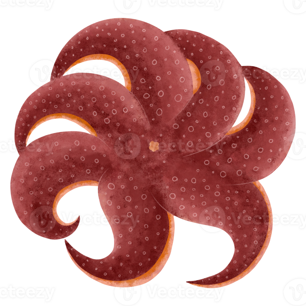 Octopus, squid in the sea png