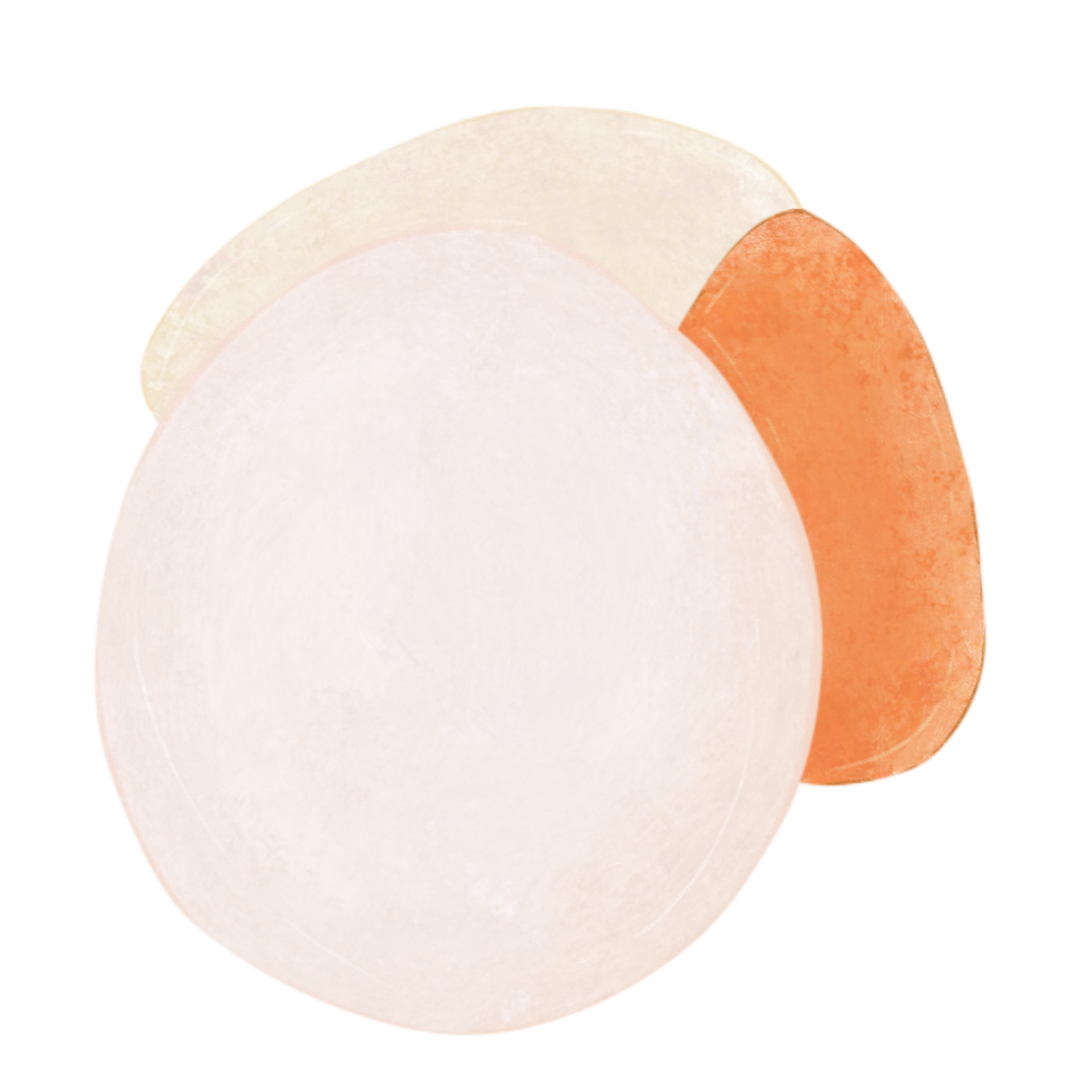 Scallops and shells 27155308 PNG