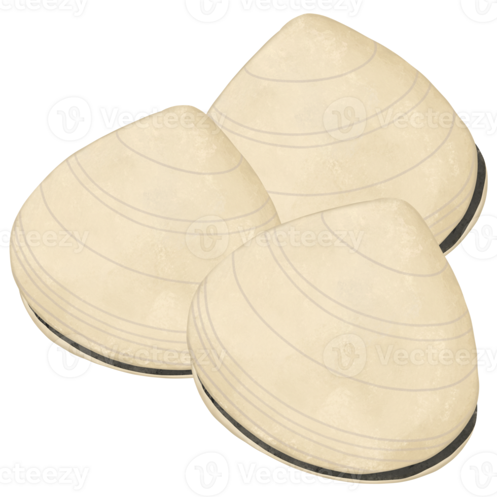 Clam in the sea png