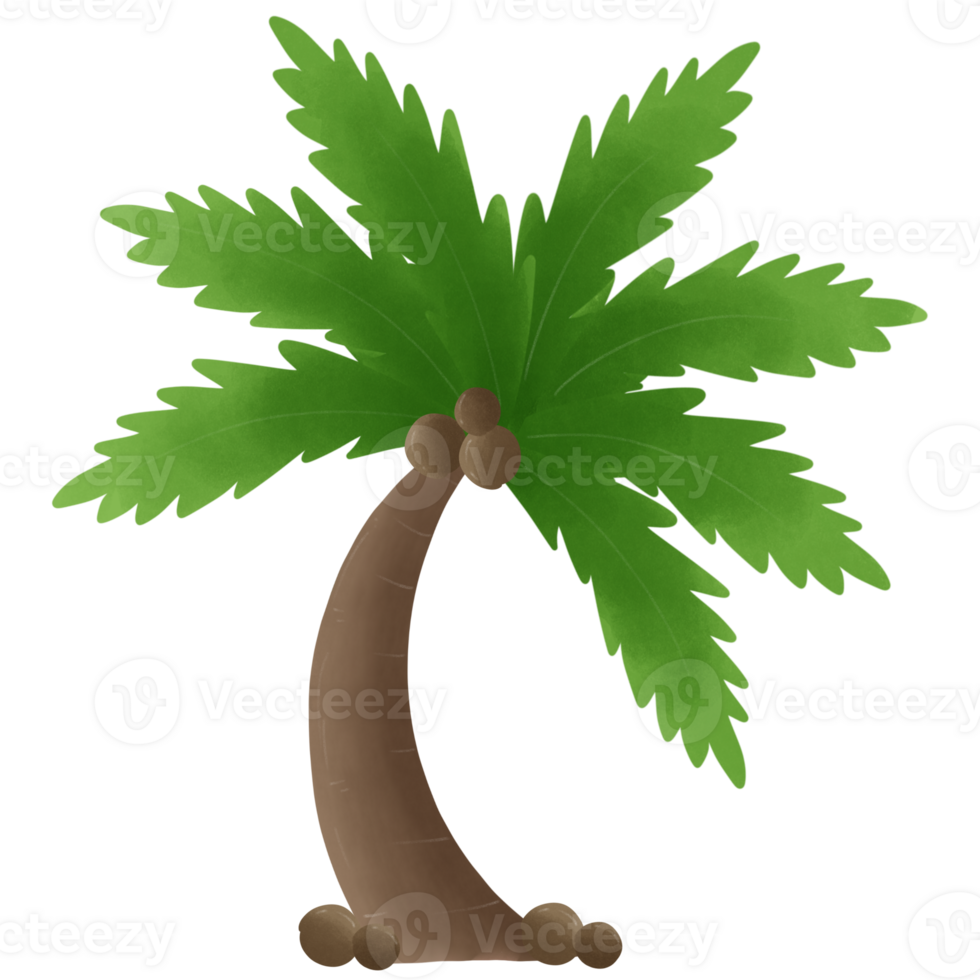 Coconuts and coconut trees png