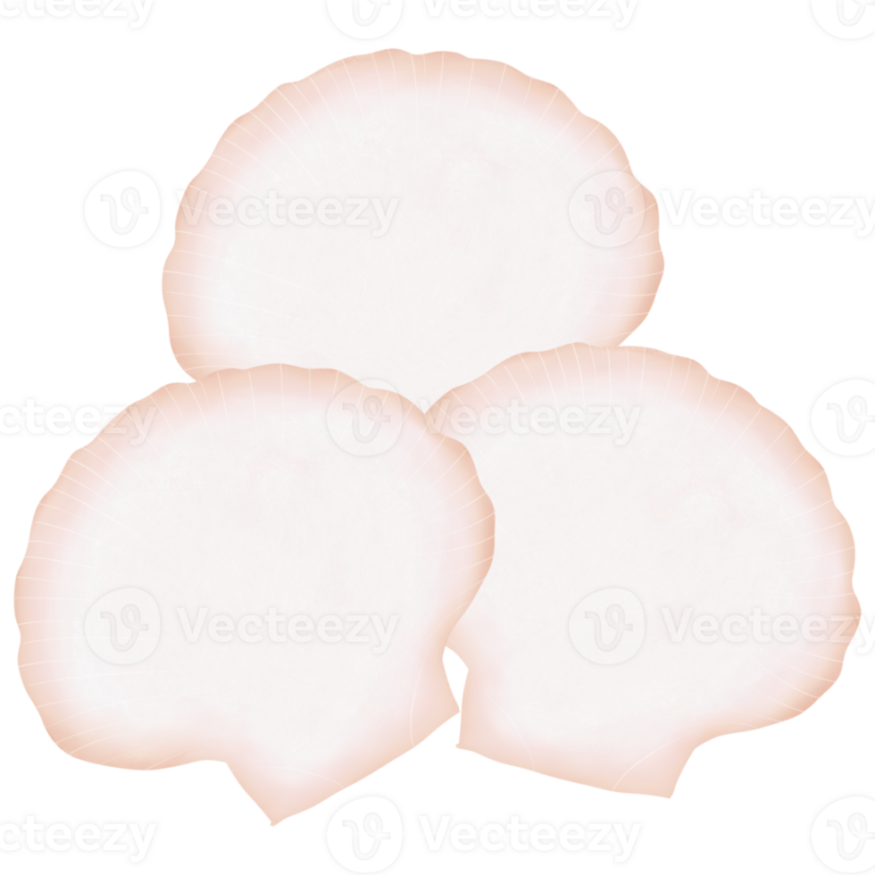 Scallops and shells png