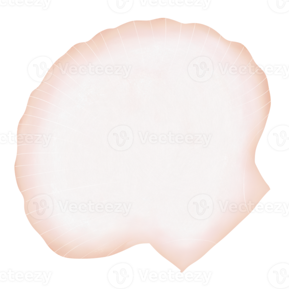Scallops and shells png