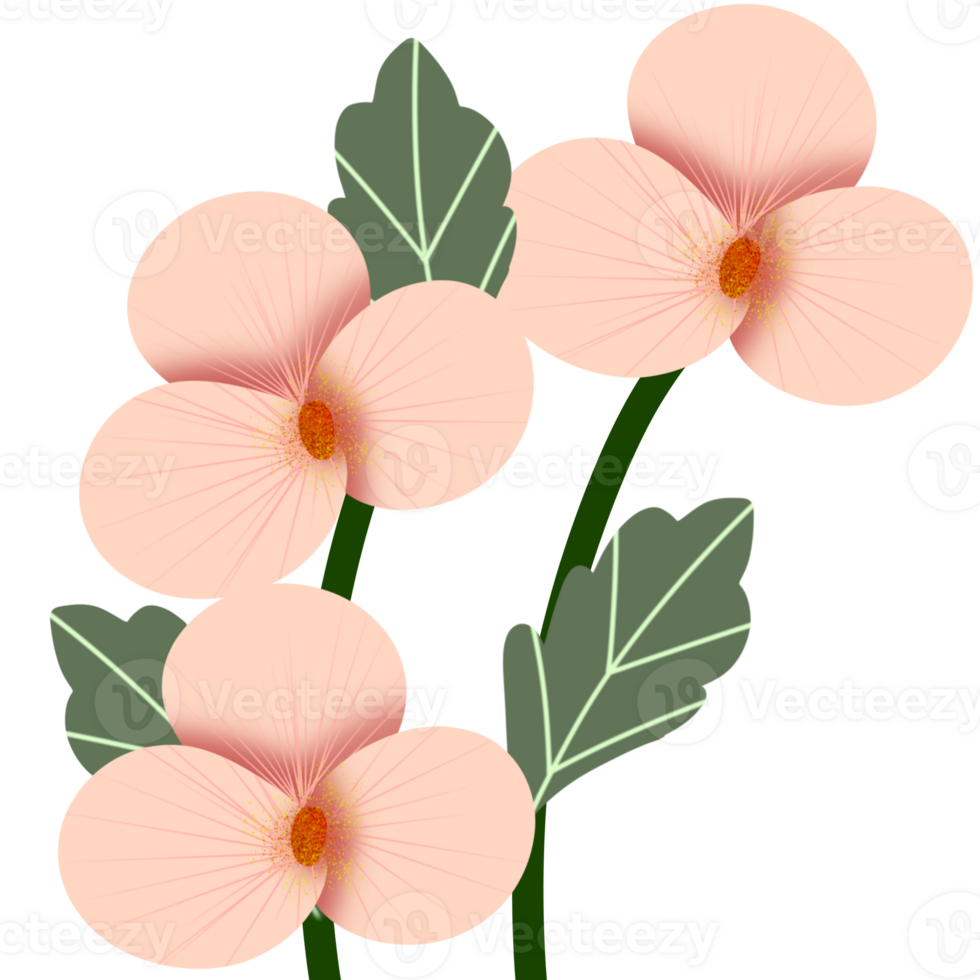 Peach orchid illustration png
