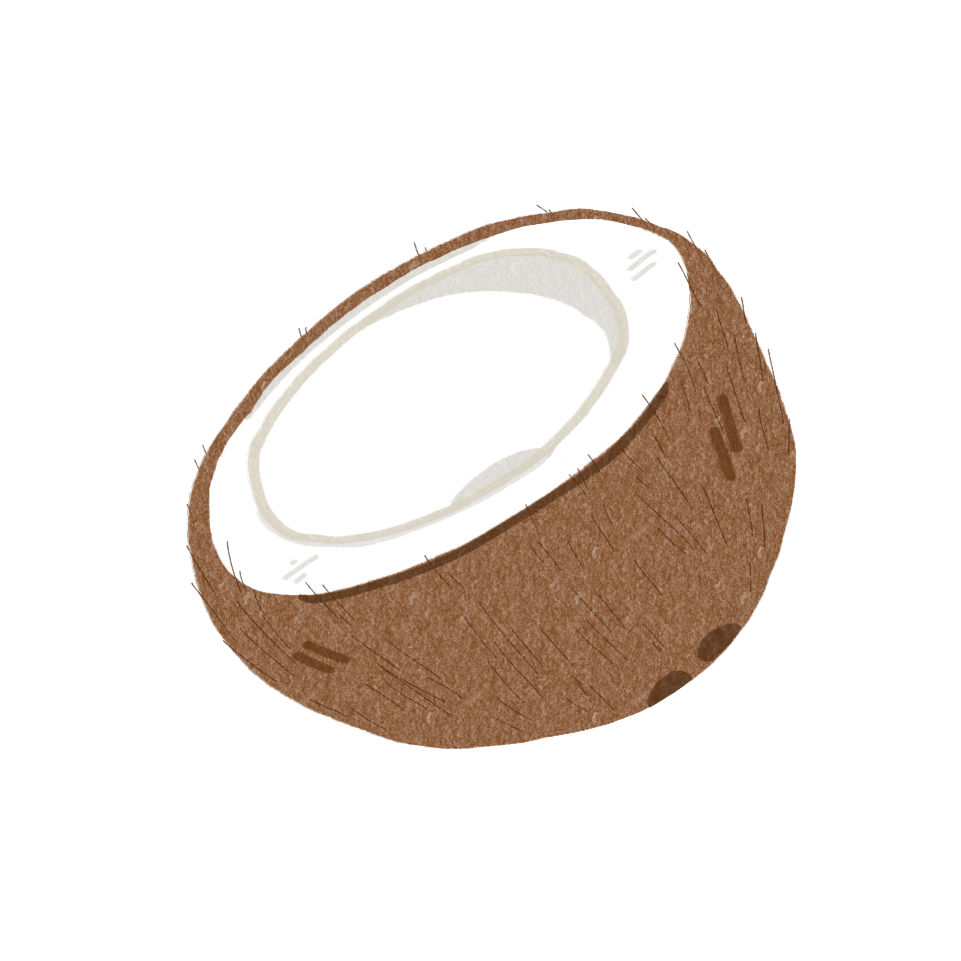 Coconut drawing for decoration 27156155 PNG