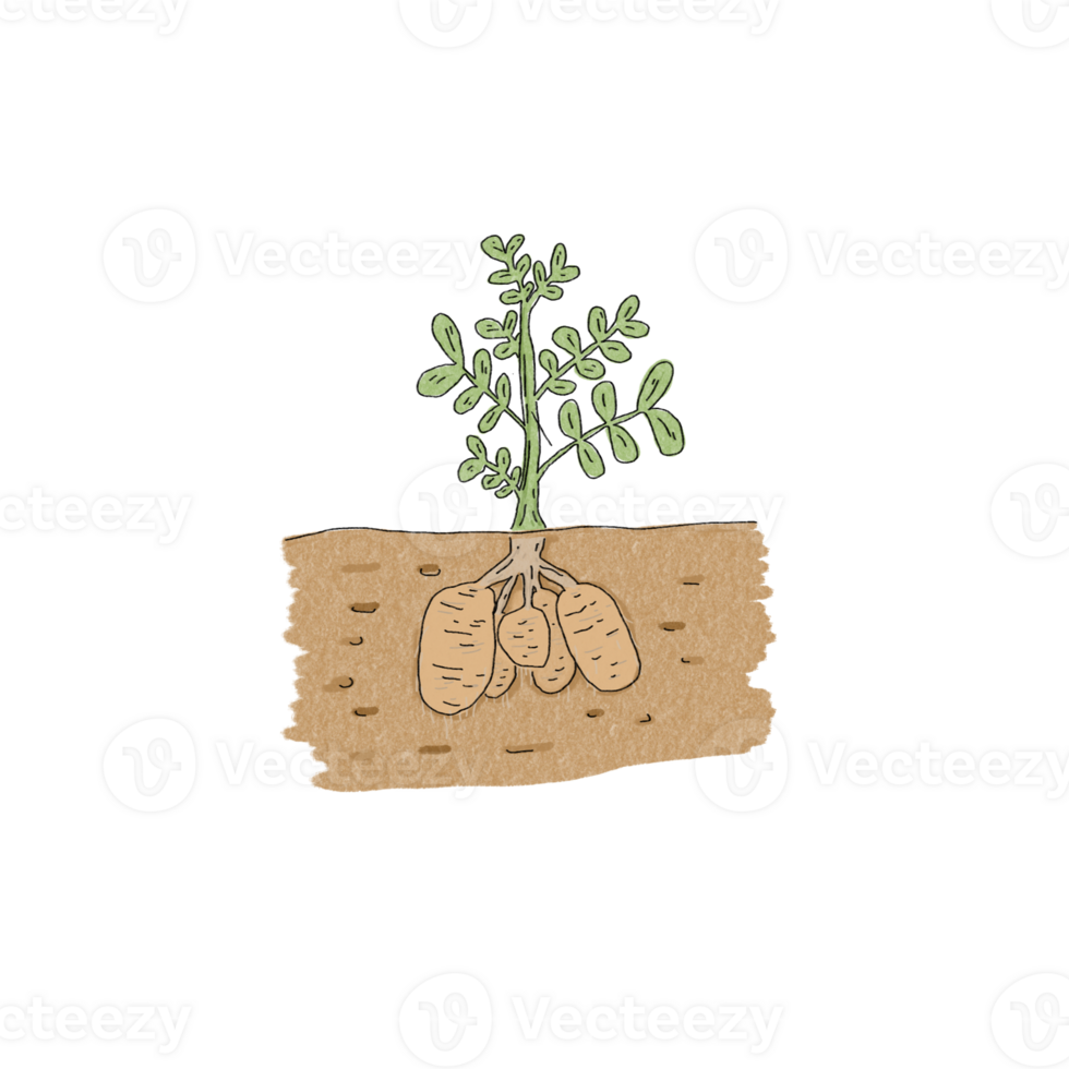 Potato drawing for decor png