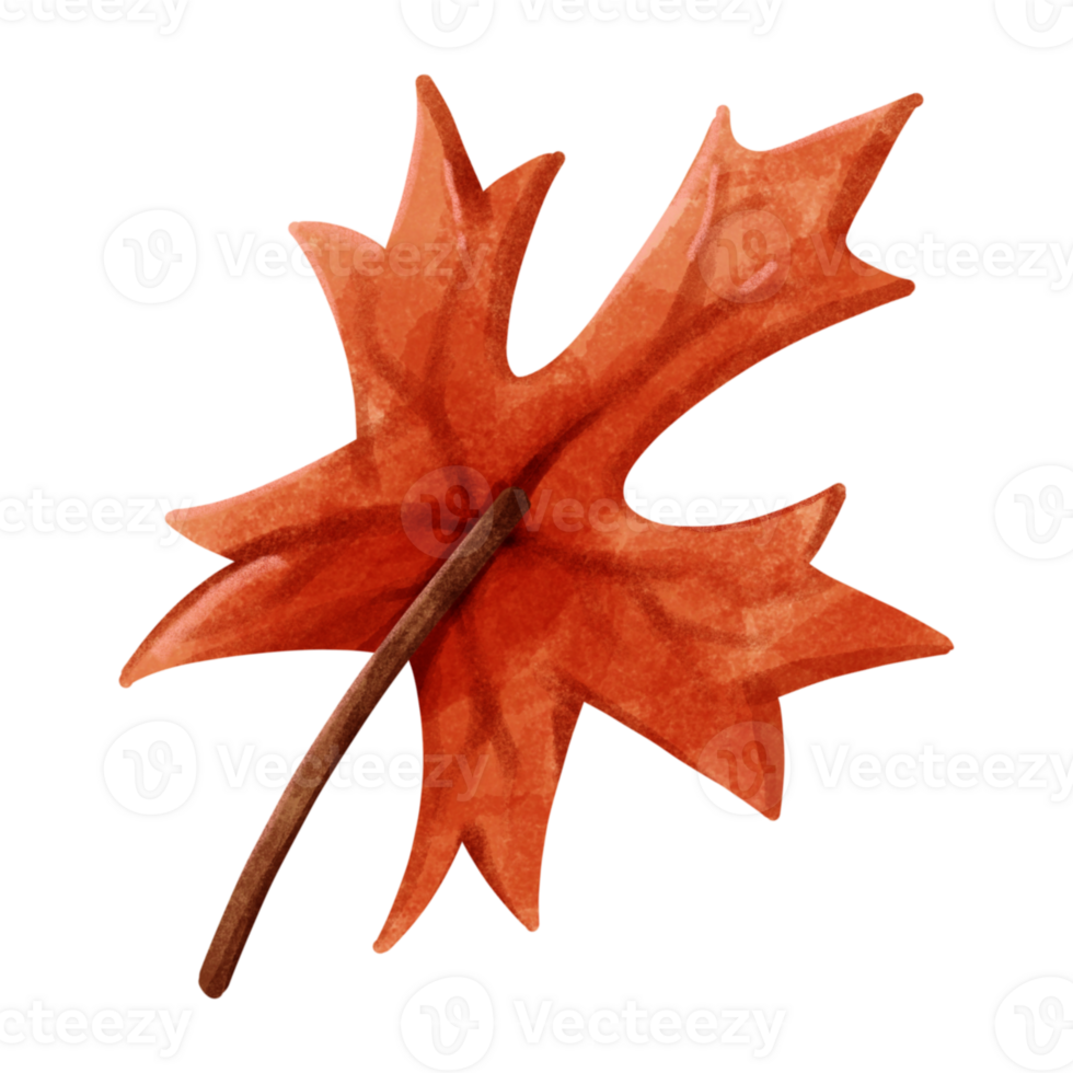 Big and cute autumn maple leaf png