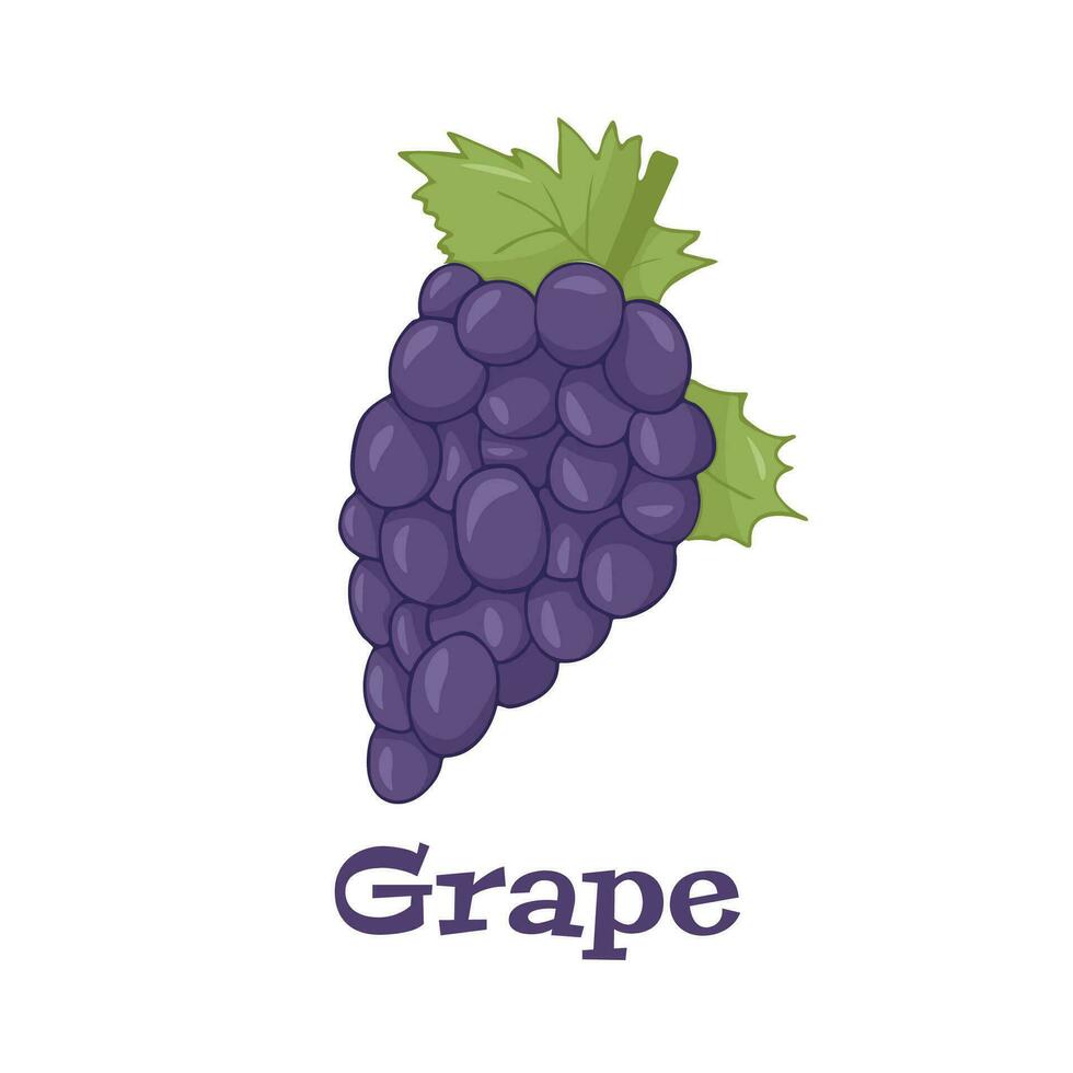 Grapes on a white background isolated. Vector illustration