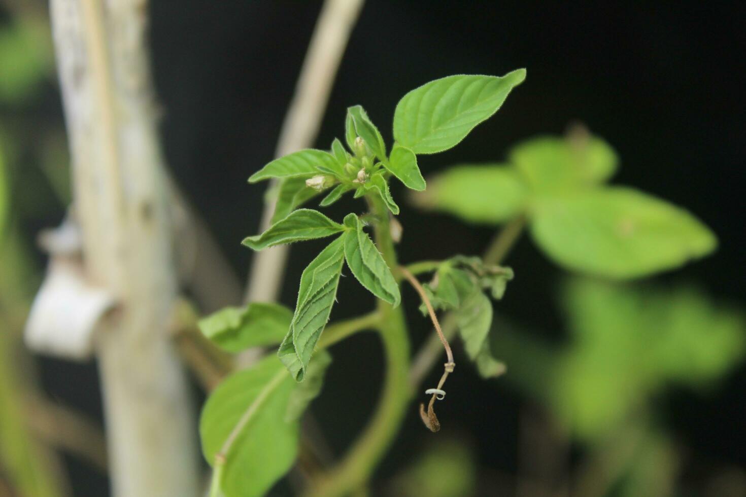 maman lanang hojas son verde y muy Fresco foto