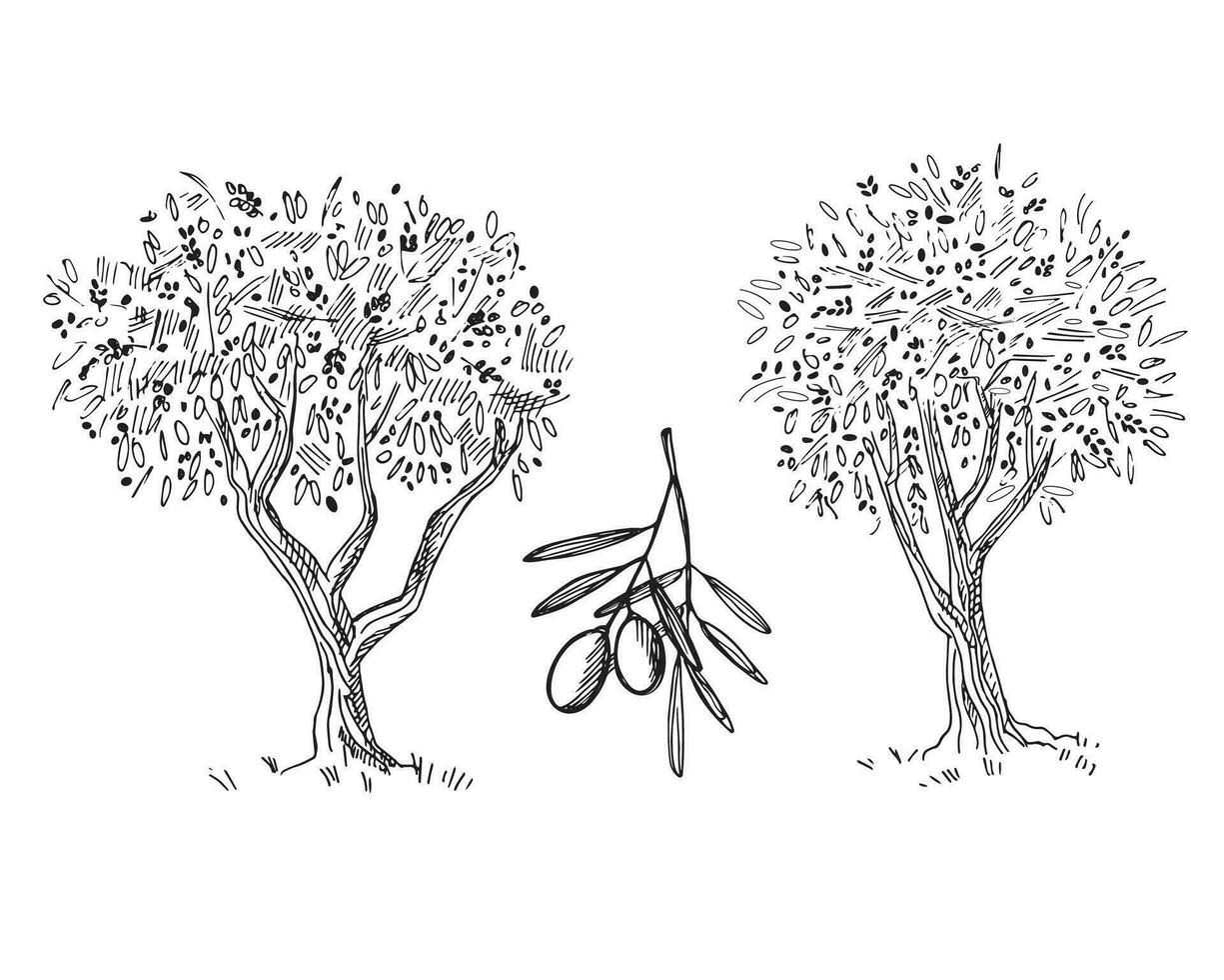 aceituna árbol y rama con aceituna frutas dibujo. bosquejo mano dibujado en aislado blanco antecedentes vector ilustración. aceituna petróleo producción, cosecha, sano alimento. para imprimir, plantilla, etiqueta, logo