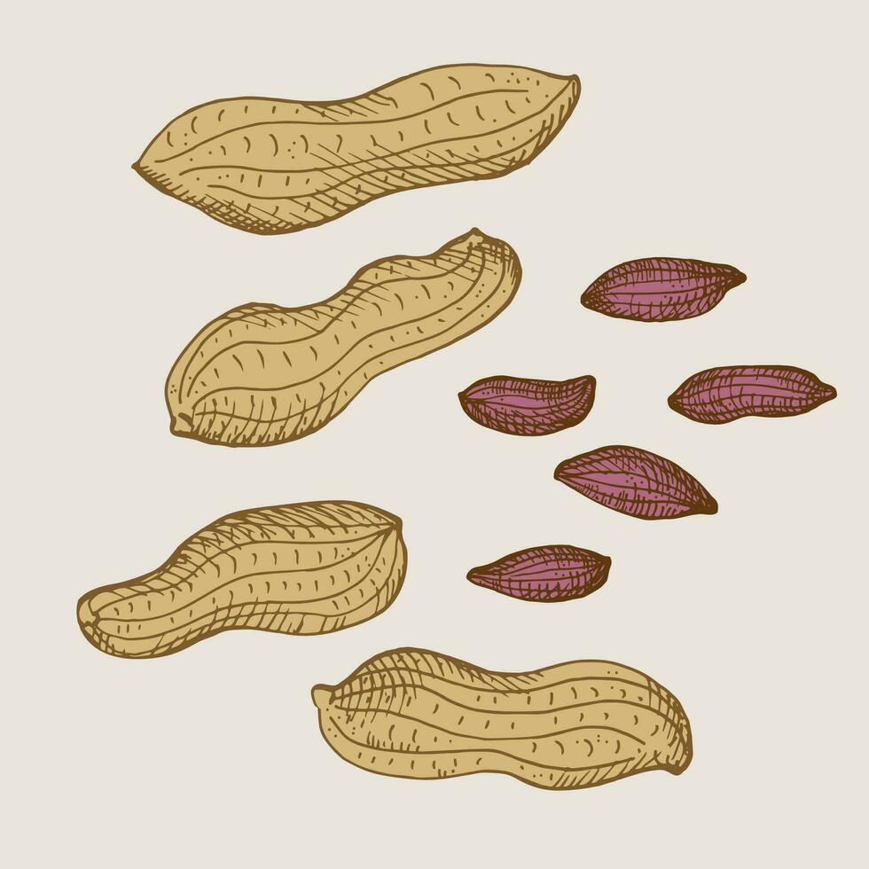 Peanut nuts drawing on isolated background. Hand drawn engraved  nut beans ,groundnut, harvest legumes, healthy food, agricultural. Design element for label, logo, template, print. Vector illustration
