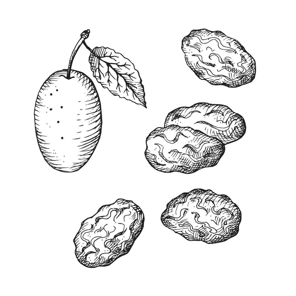 Prunes drawing of dry plum fruit.Hand drawn dried fruits, fresh fruits, vector illustration on isolated white background.Oriental sweets, damson, healthy food. For print, label, template, logo, card.