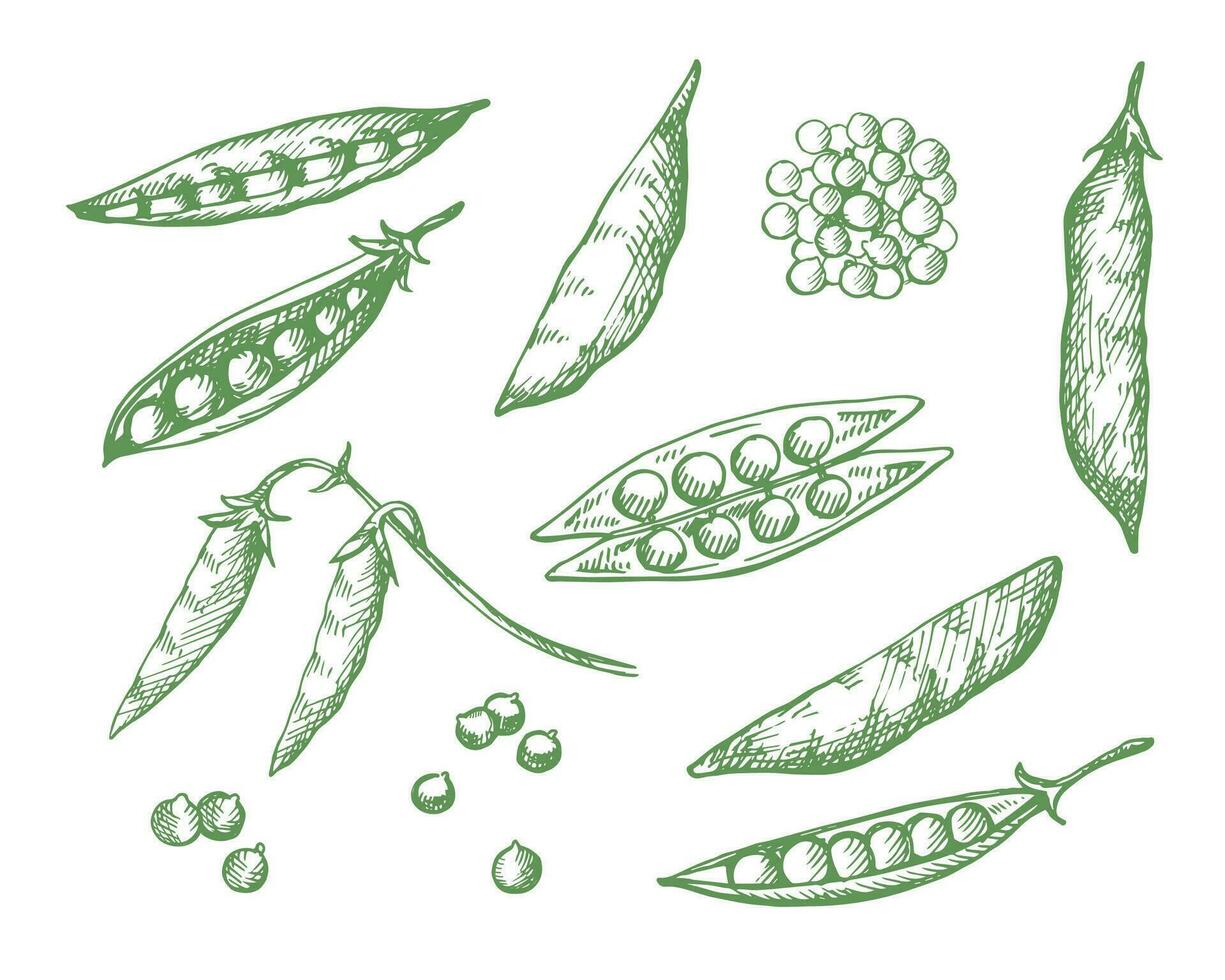 Polka dot drawn set pea plant vector illustration isolated on white background. Engraving doodle with whole beans, grains. Healthy food, harvest, agriculture. Design element for label, print, template