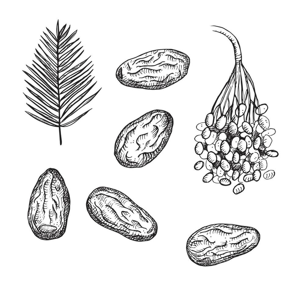 Dates drawn fresh edible date palm fruits, leaves and dried fruits. Hand drawn engraving vector illustration isolated on white background. Healthy food. For print, label, template, logo, card.