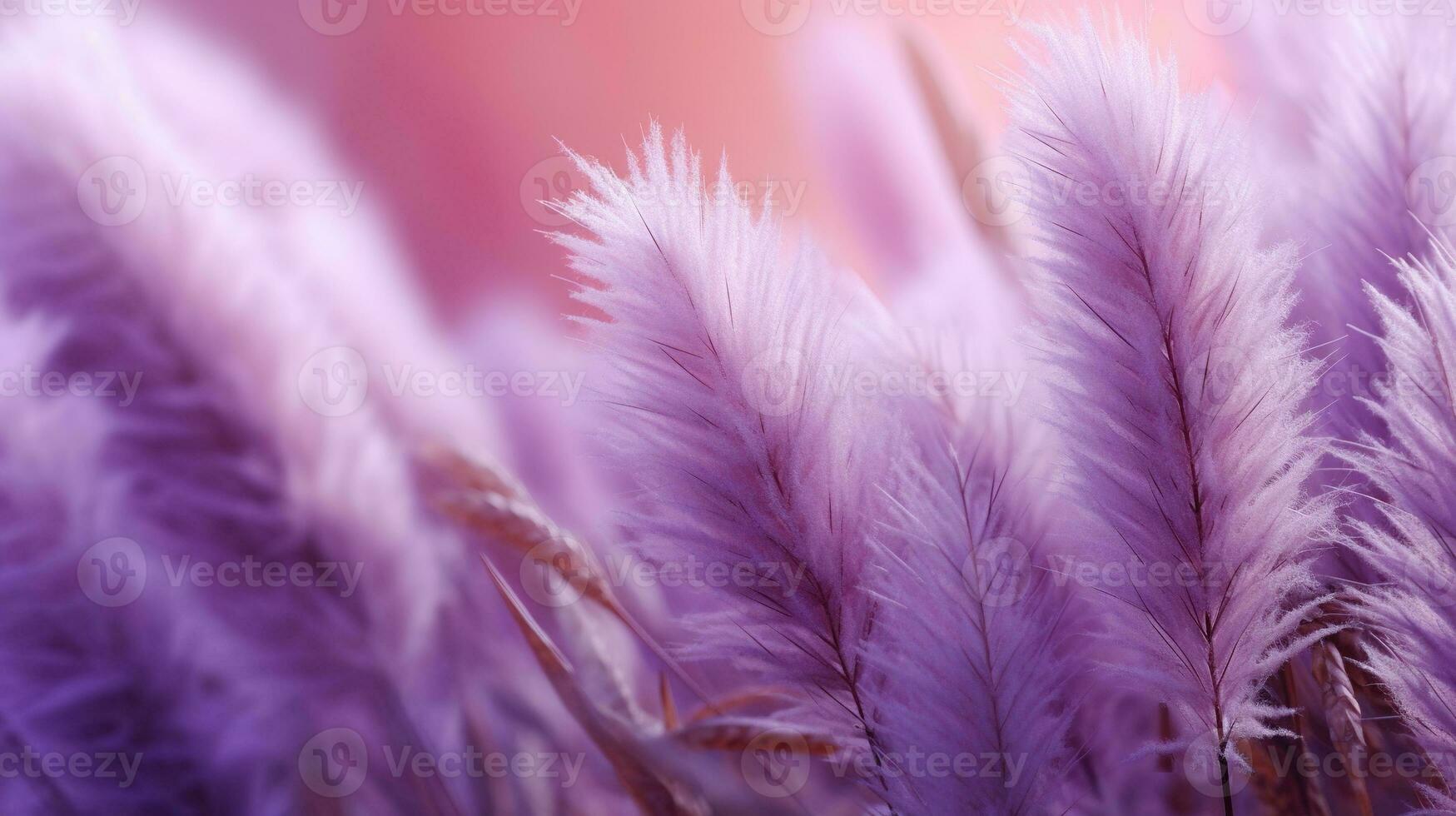 Generative AI, Pampa purple lavender color grass branch with sky. Abstract natural boho background of soft plants, Cortaderia selloana photo