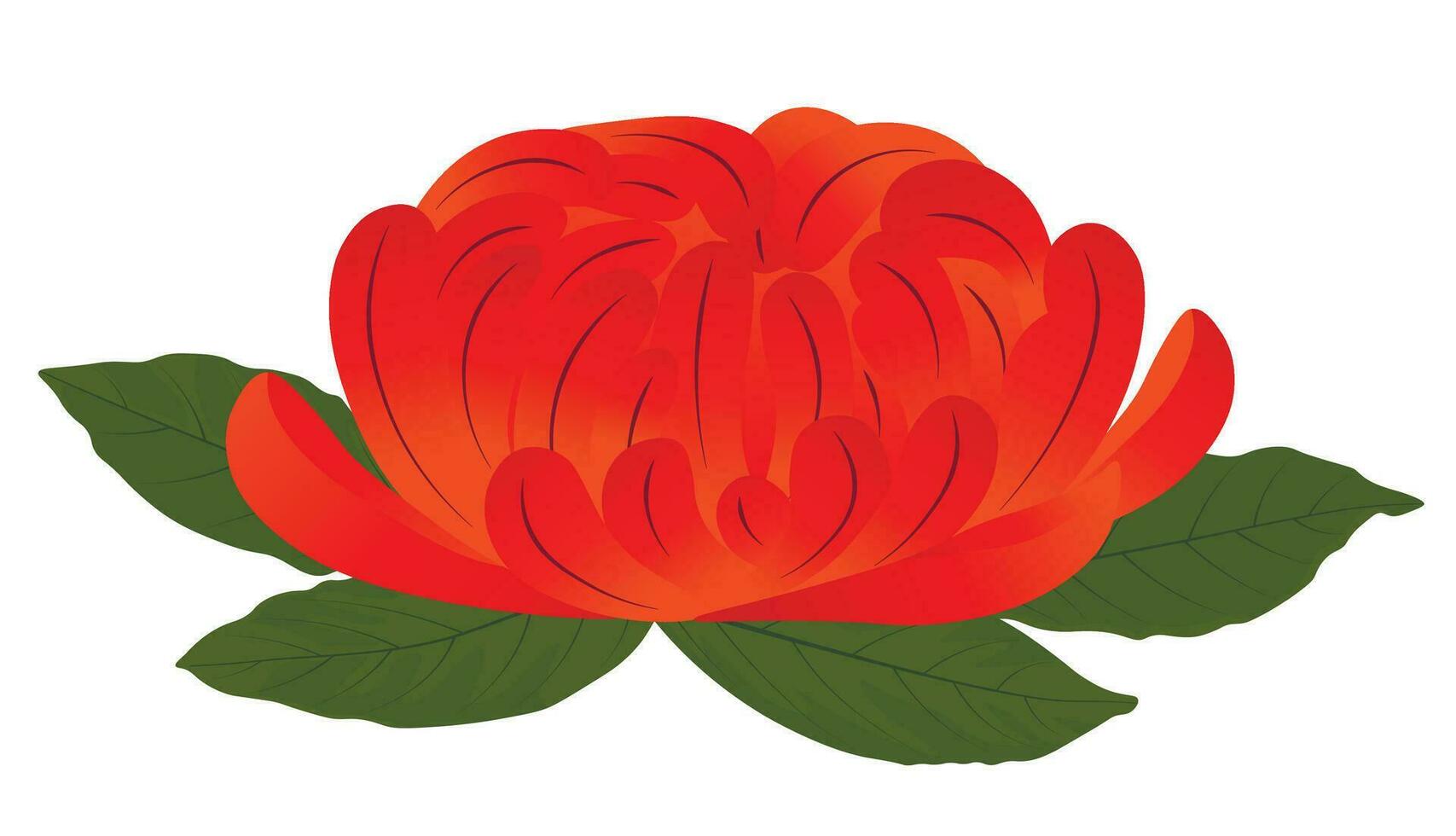 Chrysanthemum vector stock illustration.  A red peony bud. Isolated on white. Asian flower.