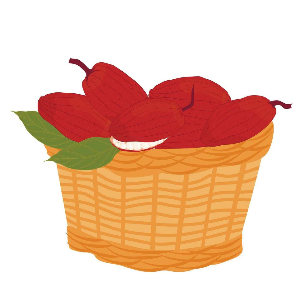 cesta de cacao frijoles. cosecha. vector valores ilustración de cacao frutas aislado en un blanco antecedentes. tropical planta, cocinando, chocolate