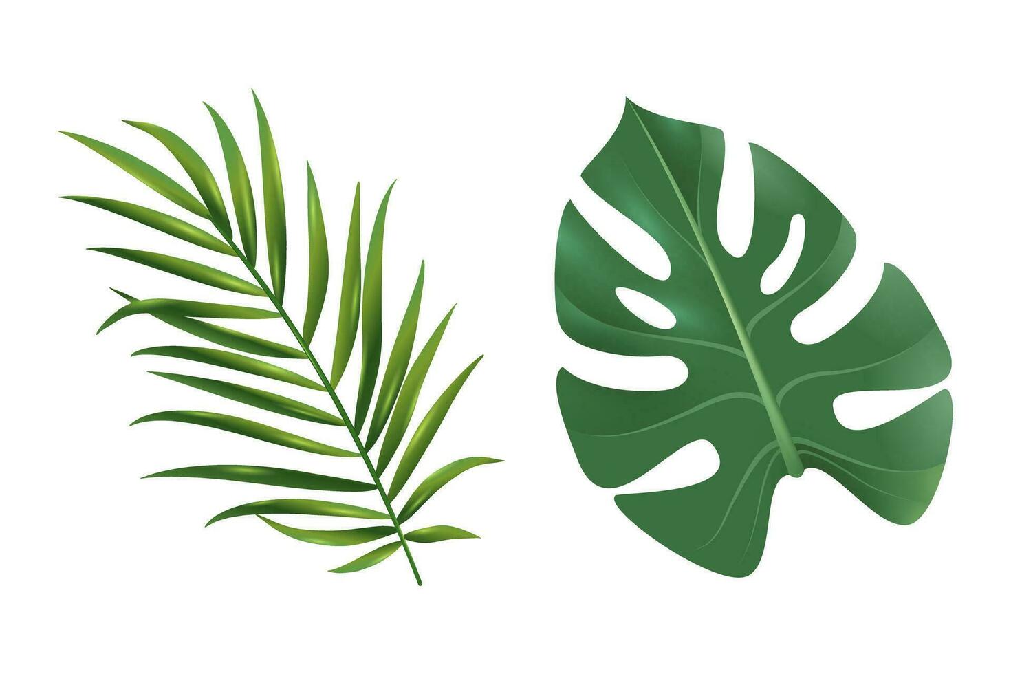 Tropical green leaves collection Monstera, realistic design isolated on white background vector